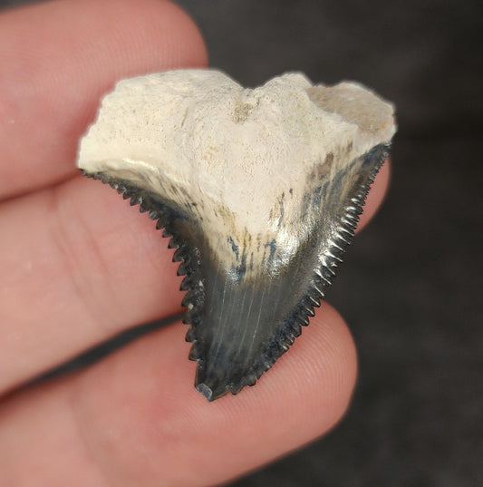 Gorgeous, 1.23" Fossil Hemipristis Tooth - Bone Valley, Florida - Fossil Driven