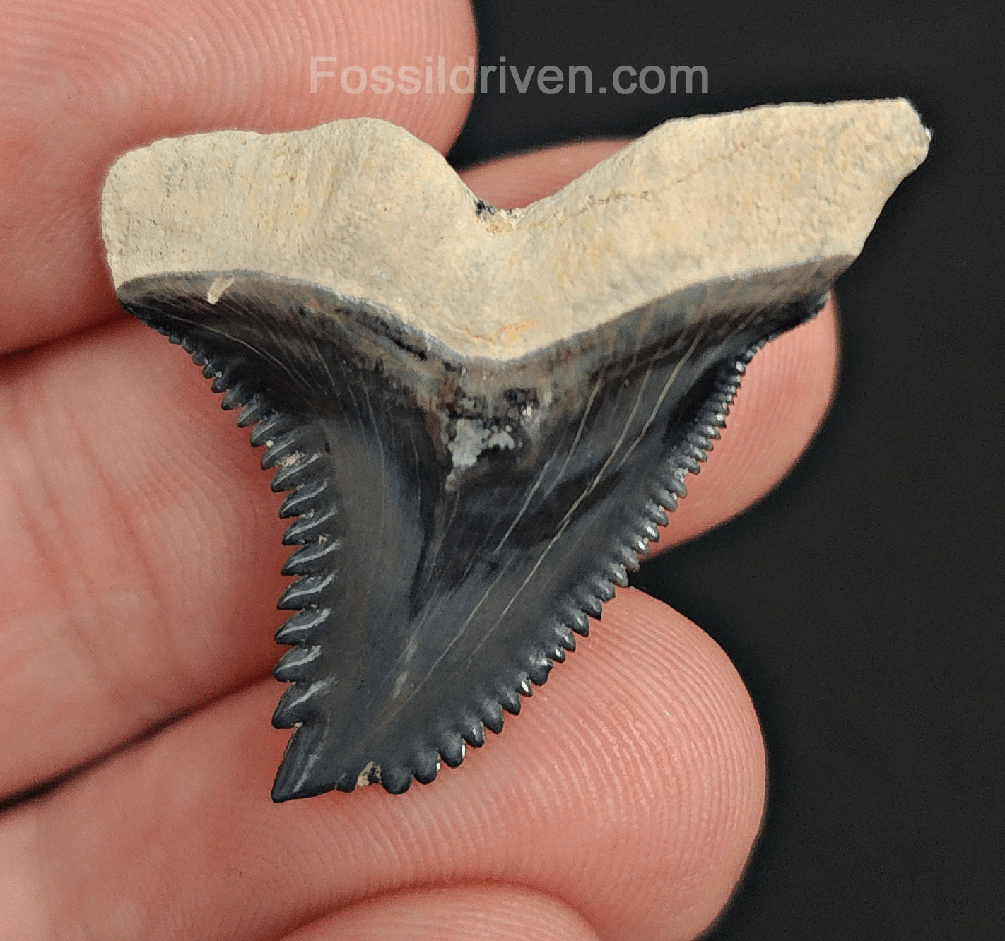Gorgeous, 1.27" Fossil Hemipristis Tooth - Bone Valley, Florida - Fossil Driven