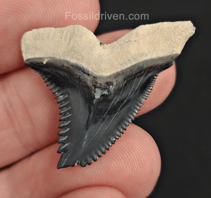 Gorgeous, 1.27" Fossil Hemipristis Tooth - Bone Valley, Florida - Fossil Driven
