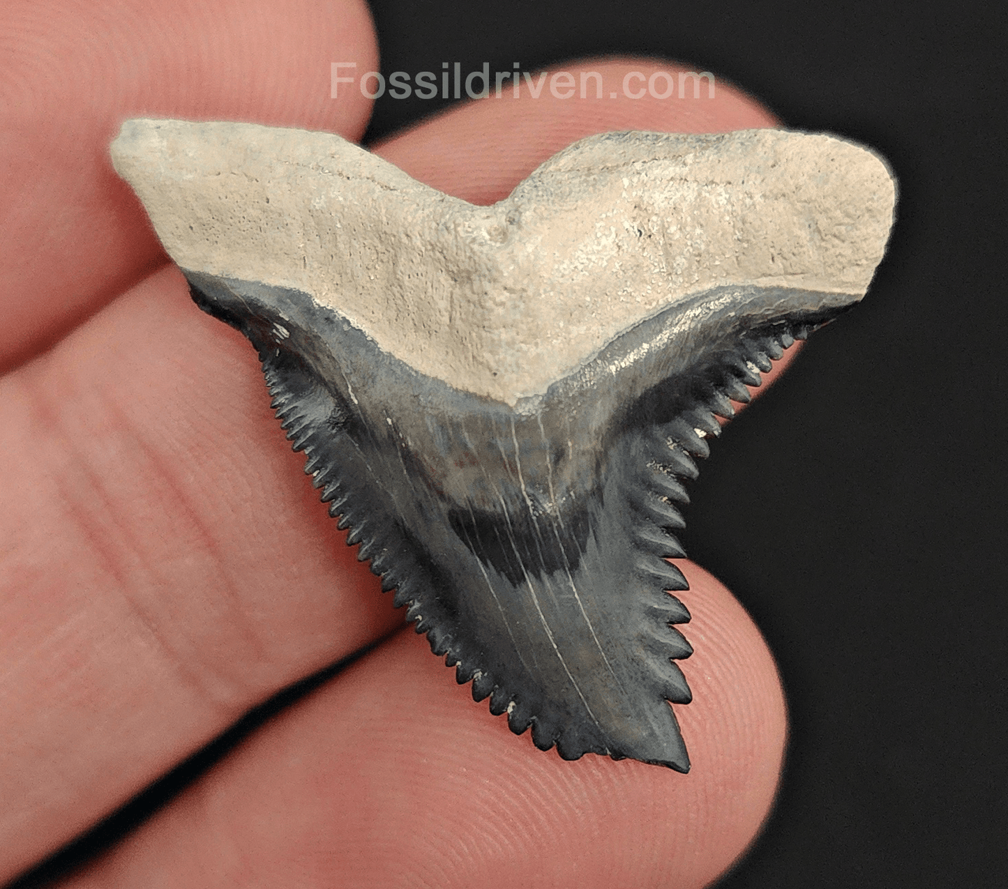 Gorgeous, 1.27" Fossil Hemipristis Tooth - Bone Valley, Florida - Fossil Driven