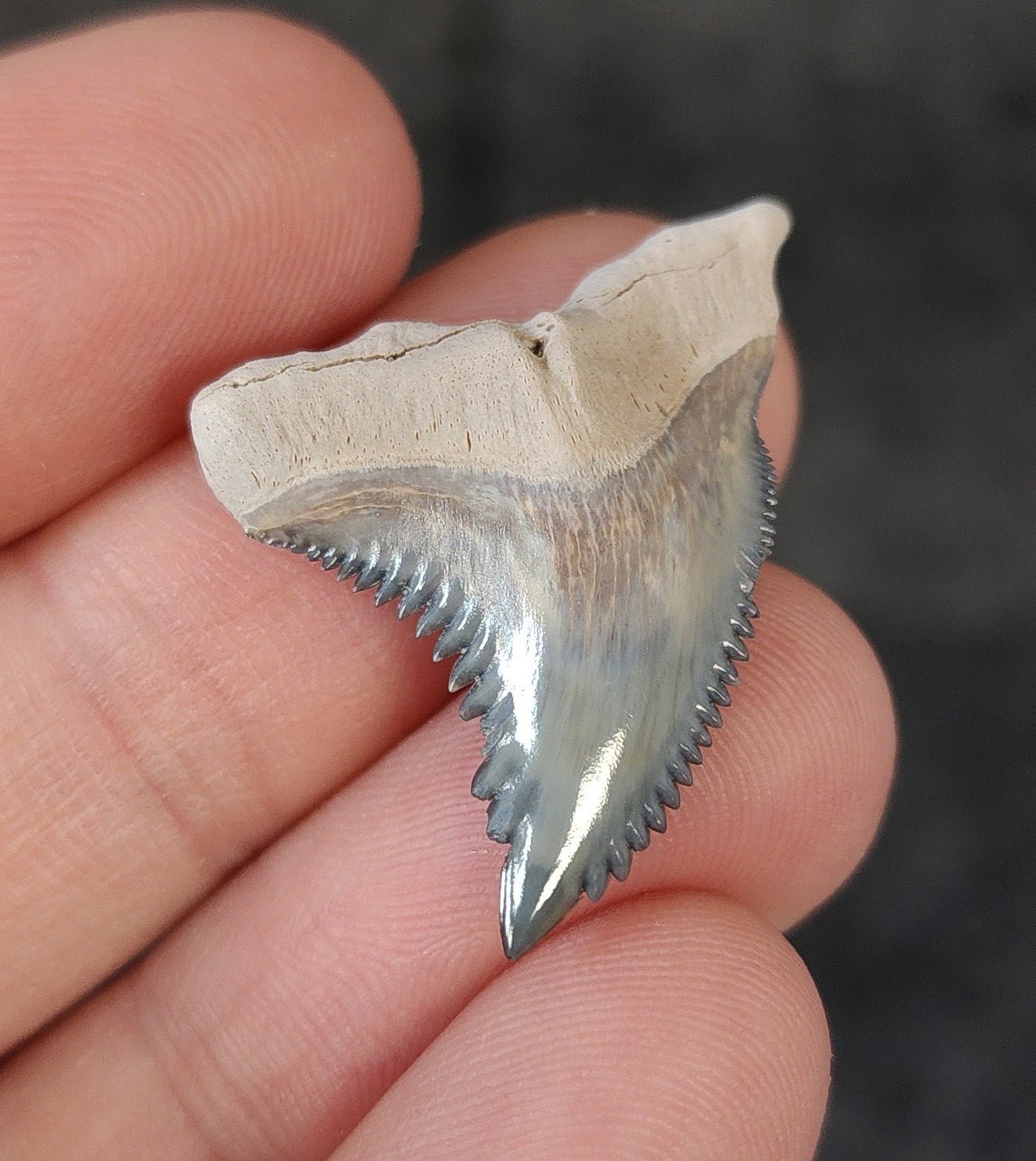 Gorgeous, 1.28" Fossil Hemipristis Tooth - Bone Valley, Florida - Fossil Driven