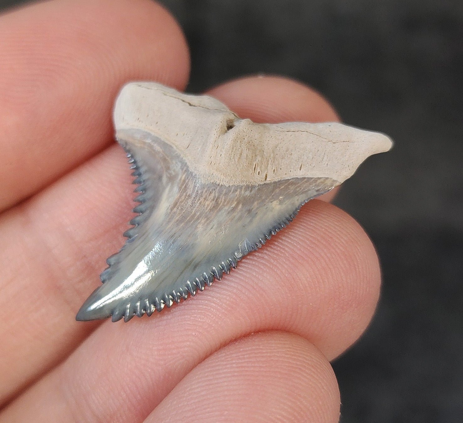 Gorgeous, 1.28" Fossil Hemipristis Tooth - Bone Valley, Florida - Fossil Driven
