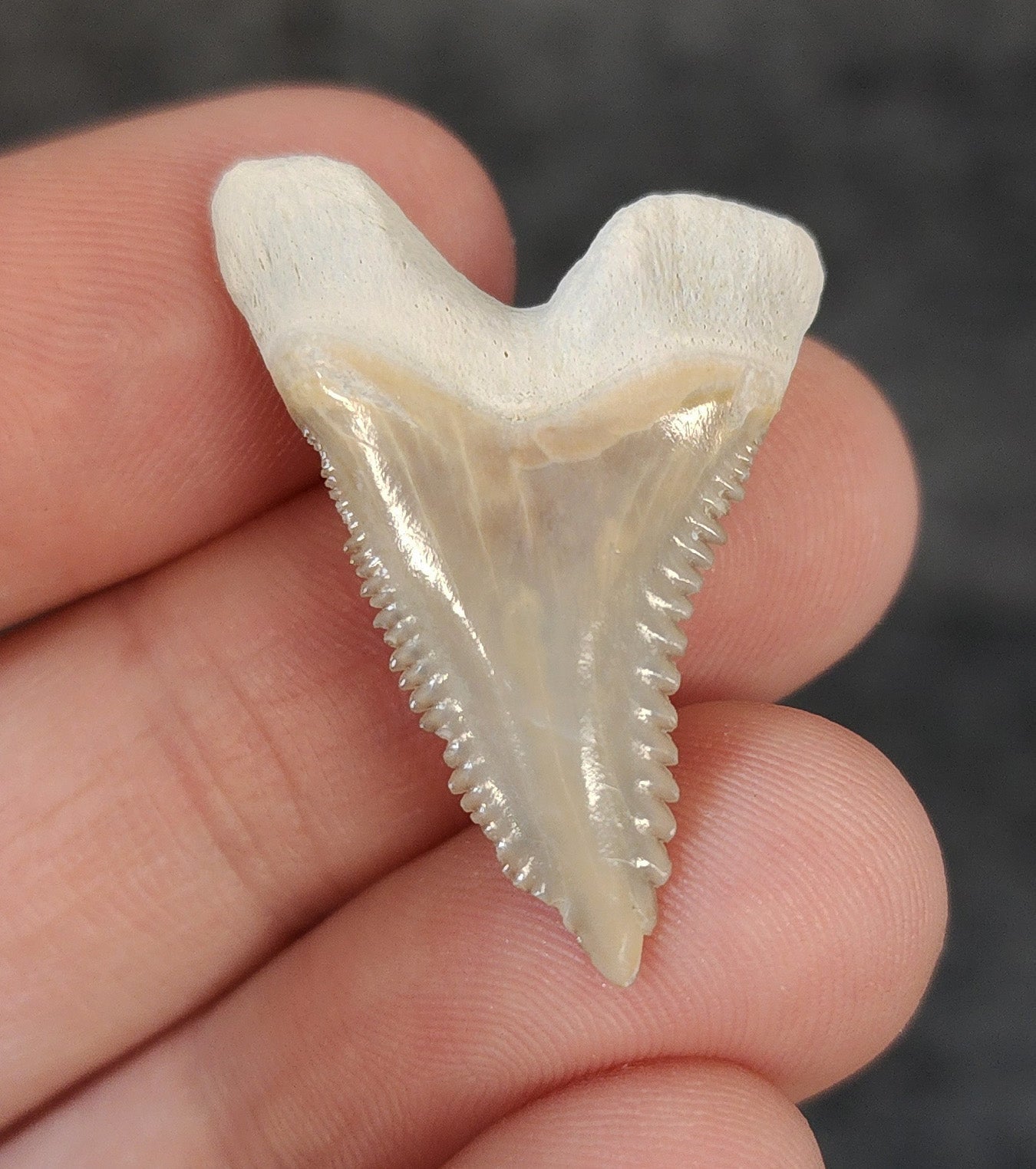 Gorgeous, 1.31" Fossil Hemipristis Tooth - Bone Valley, Florida - Fossil Driven
