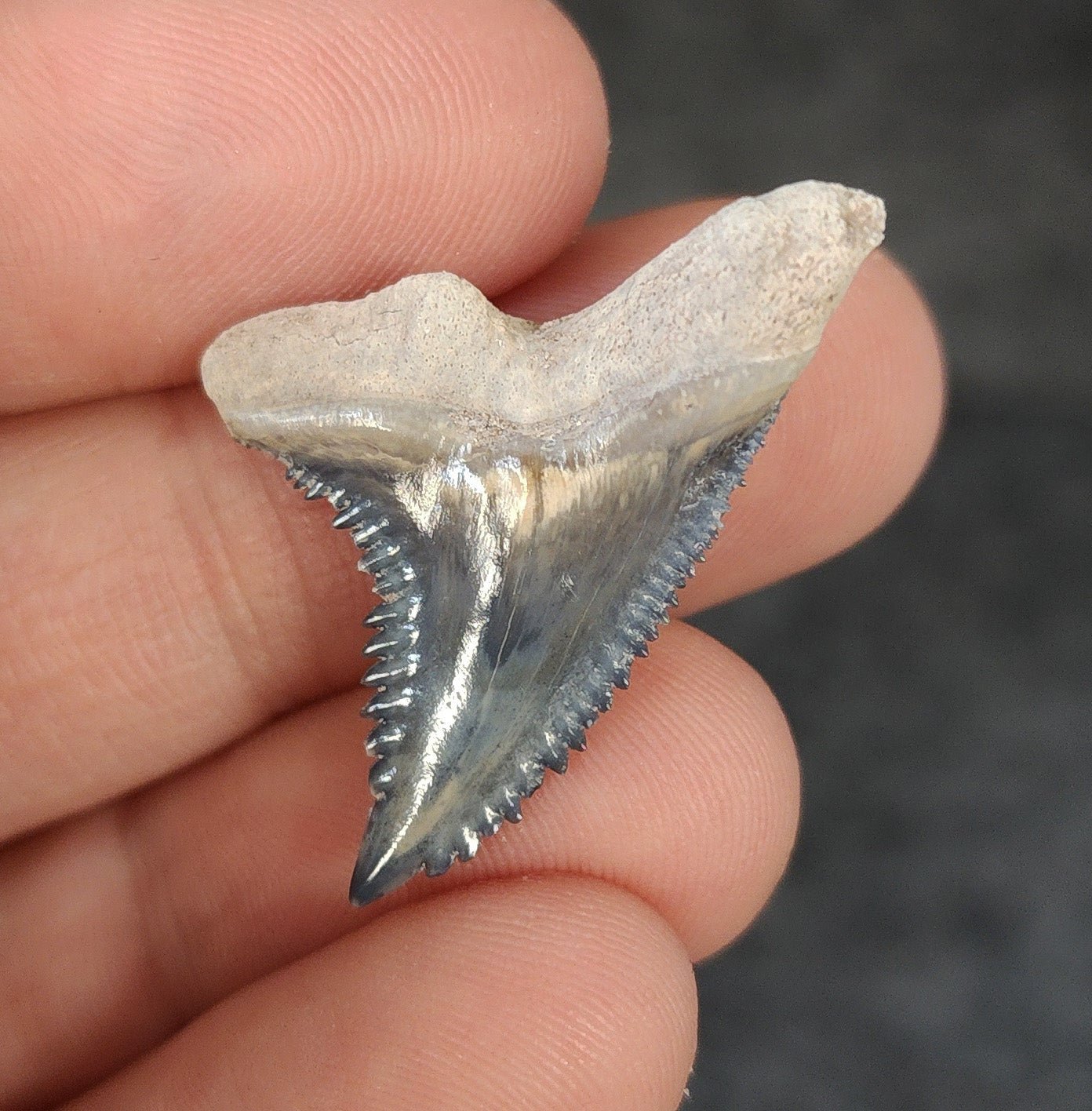 Gorgeous, 1.31" Fossil Hemipristis Tooth - Bone Valley, Florida - Fossil Driven