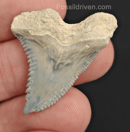 Gorgeous, 1.33" Fossil Hemipristis Tooth - Bone Valley, Florida - Fossil Driven