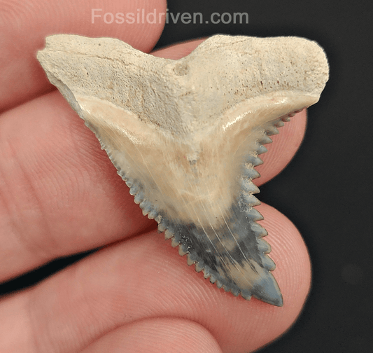 Gorgeous, 1.33" Fossil Hemipristis Tooth - Bone Valley, Florida - Fossil Driven