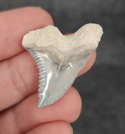 Gorgeous, 1.33" Fossil Hemipristis Tooth - Bone Valley, Florida - Fossil Driven