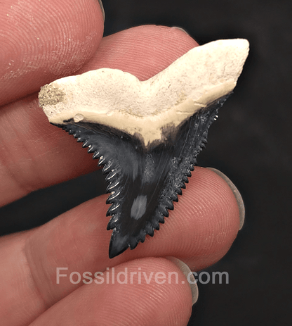 Gorgeous 1.34" Hemipristis Shark Tooth Fossil - Bone Valley, Florida - Fossil Driven