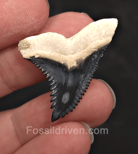 Gorgeous 1.34" Hemipristis Shark Tooth Fossil - Bone Valley, Florida - Fossil Driven