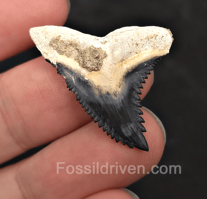 Gorgeous 1.34" Hemipristis Shark Tooth Fossil - Bone Valley, Florida - Fossil Driven