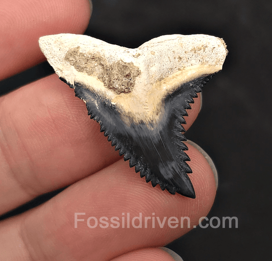 Gorgeous 1.34" Hemipristis Shark Tooth Fossil - Bone Valley, Florida - Fossil Driven