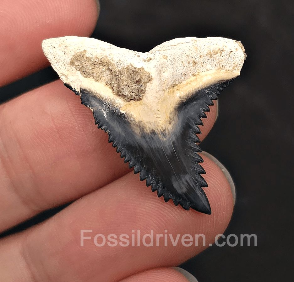 Gorgeous 1.34" Hemipristis Shark Tooth Fossil - Bone Valley, Florida - Fossil Driven