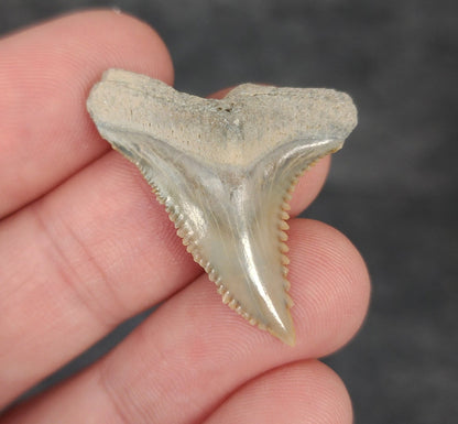 Gorgeous, 1.35" Fossil Hemipristis Tooth - Bone Valley, Florida - Fossil Driven