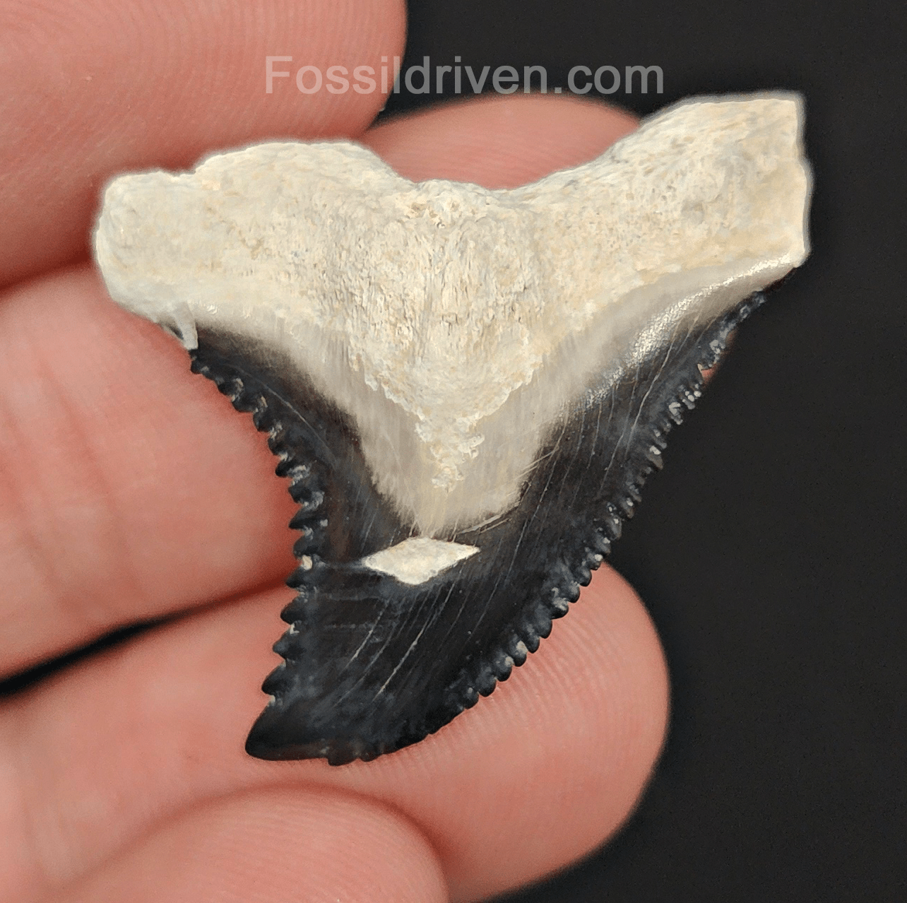 Gorgeous, 1.36" Fossil Hemipristis Tooth - Bone Valley, Florida - Fossil Driven