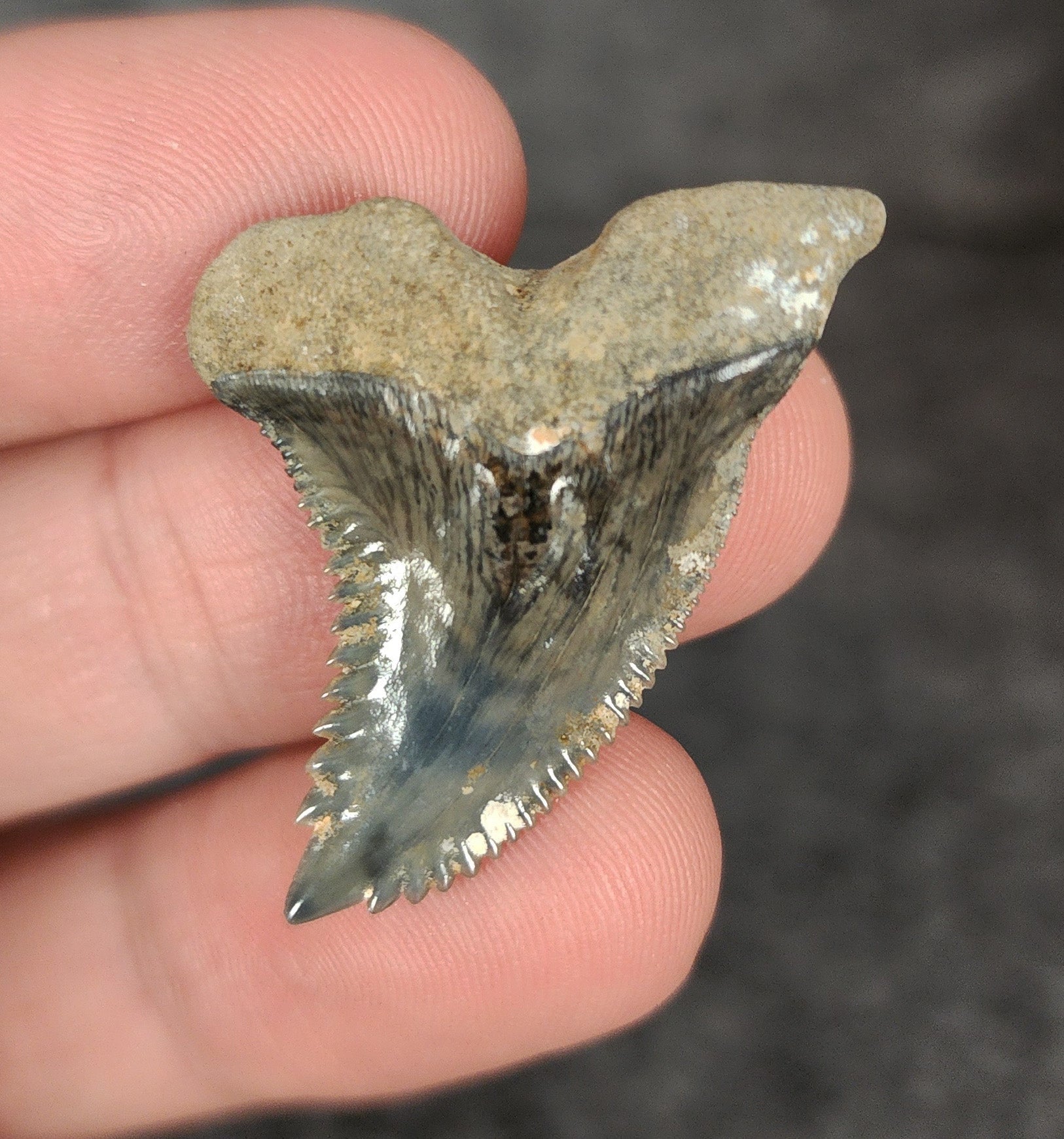 Gorgeous, 1.41" Fossil Hemipristis Tooth - Golden Beach, Florida - Fossil Driven