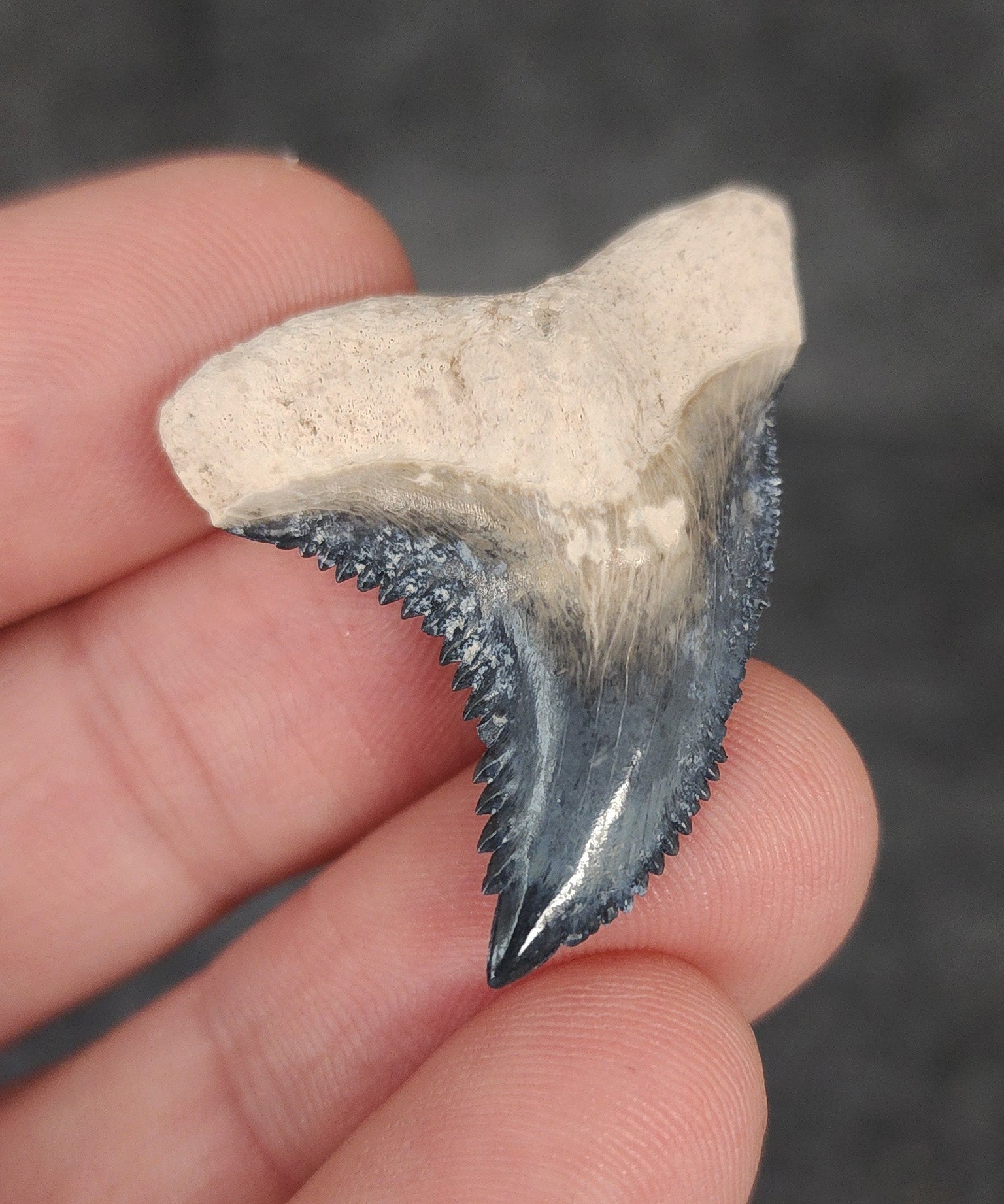 Gorgeous, 1.44" Fossil Hemipristis Tooth - Bone Valley, Florida - Fossil Driven