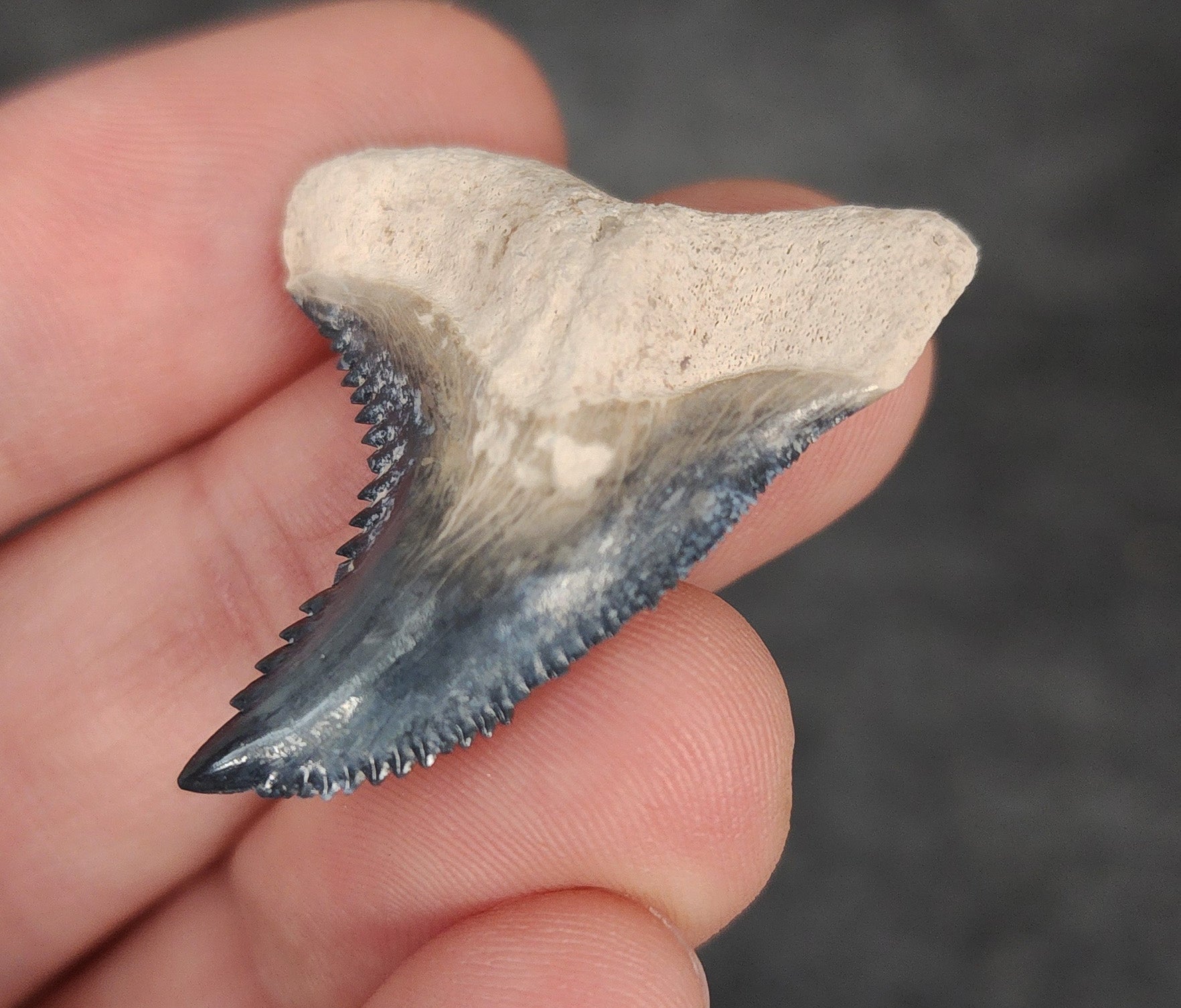 Gorgeous, 1.44" Fossil Hemipristis Tooth - Bone Valley, Florida - Fossil Driven