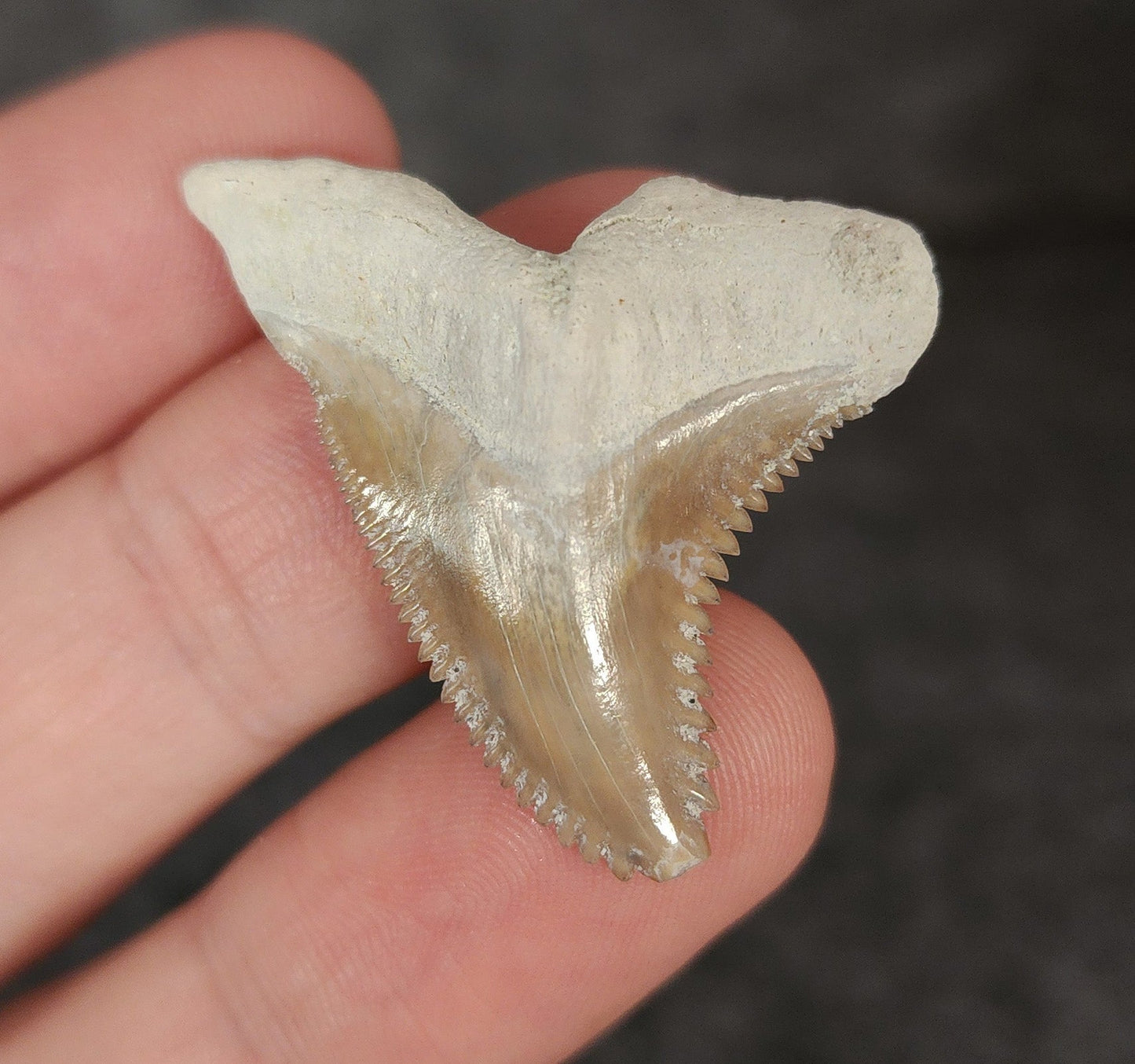 Gorgeous, 1.44" Fossil Hemipristis Tooth - Bone Valley, Florida - Fossil Driven