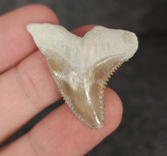 Gorgeous, 1.44" Fossil Hemipristis Tooth - Bone Valley, Florida - Fossil Driven