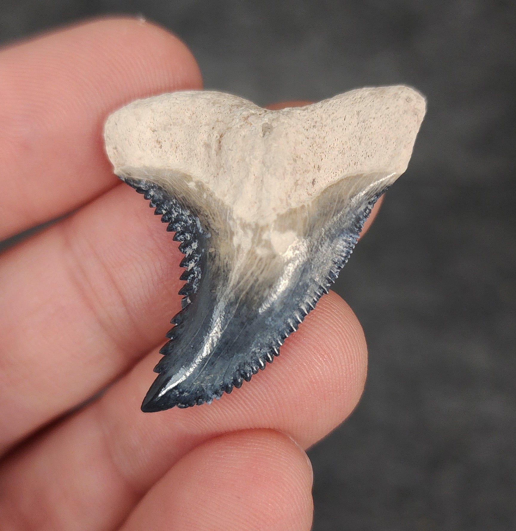 Gorgeous, 1.44" Fossil Hemipristis Tooth - Bone Valley, Florida - Fossil Driven