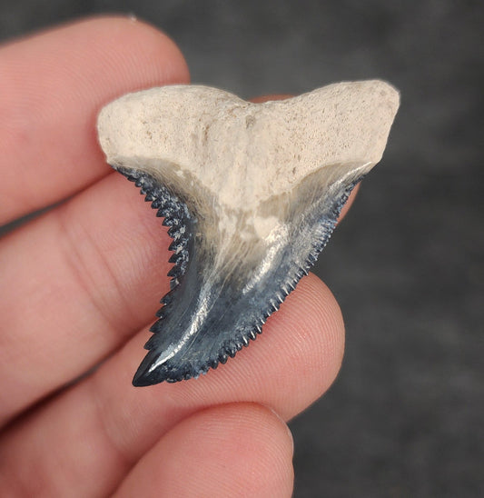 Gorgeous, 1.44" Fossil Hemipristis Tooth - Bone Valley, Florida - Fossil Driven