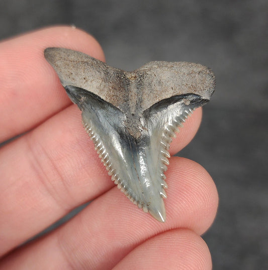 Gorgeous, 1.46" Fossil Hemipristis Tooth - Bone Valley, Florida - Fossil Driven
