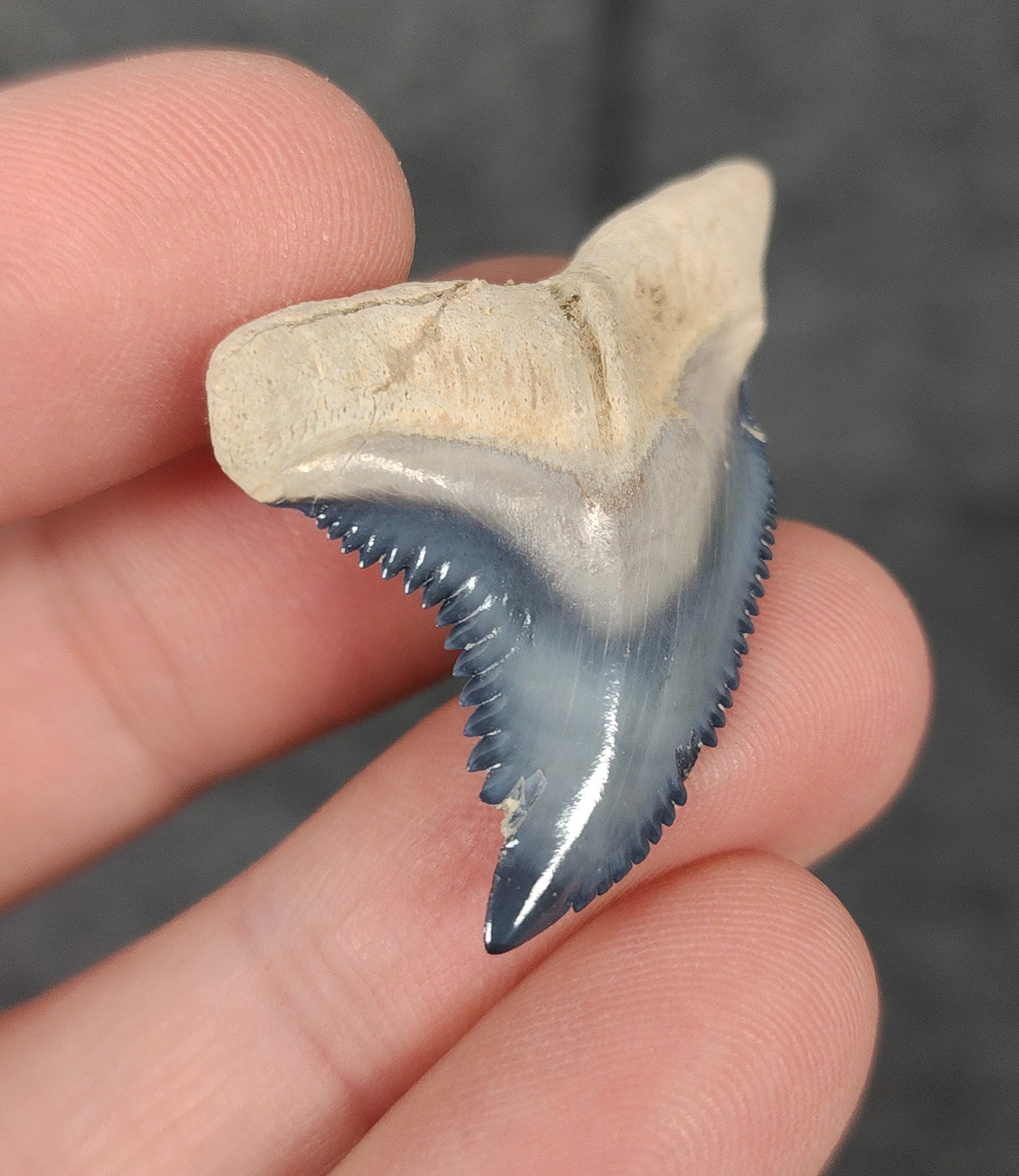 Gorgeous, 1.51" Fossil Hemipristis Tooth - Bone Valley, Florida - Fossil Driven