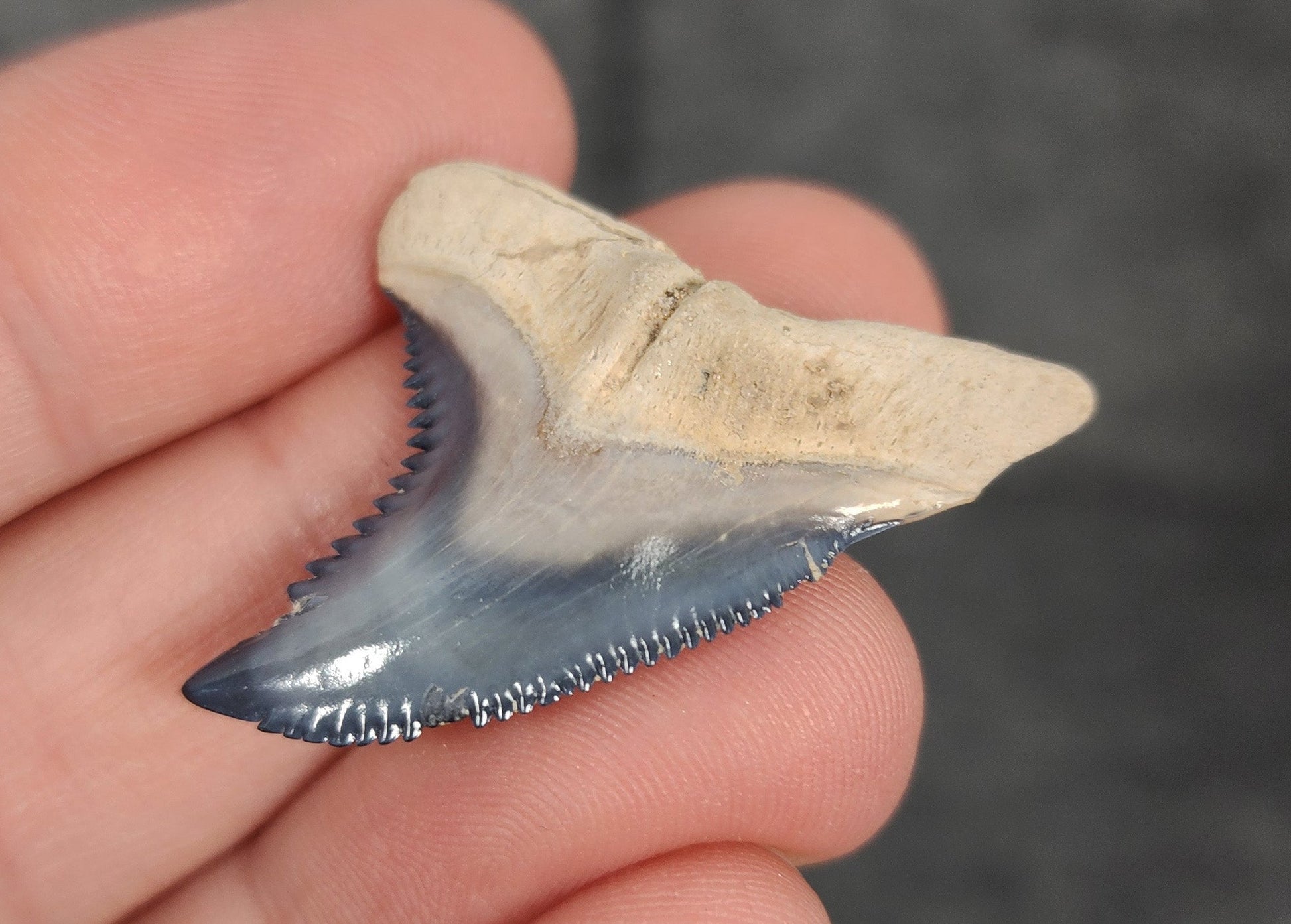 Gorgeous, 1.51" Fossil Hemipristis Tooth - Bone Valley, Florida - Fossil Driven