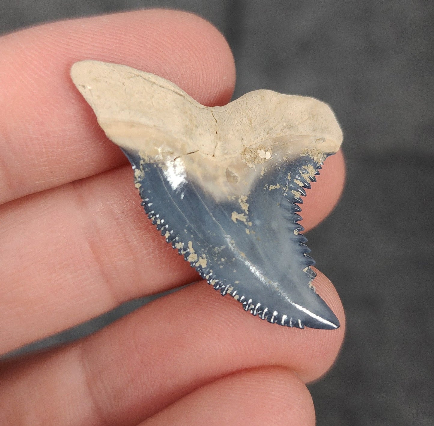 Gorgeous, 1.51" Fossil Hemipristis Tooth - Bone Valley, Florida - Fossil Driven