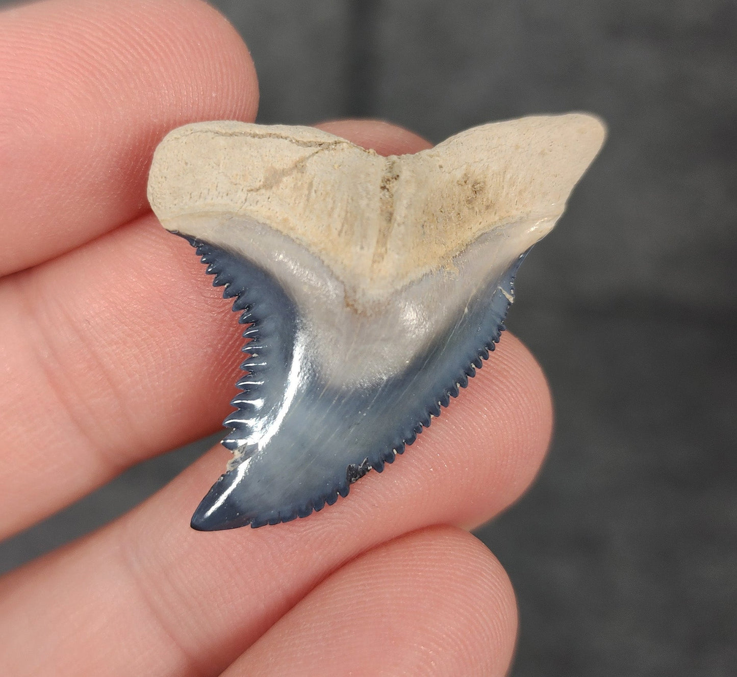 Gorgeous, 1.51" Fossil Hemipristis Tooth - Bone Valley, Florida - Fossil Driven