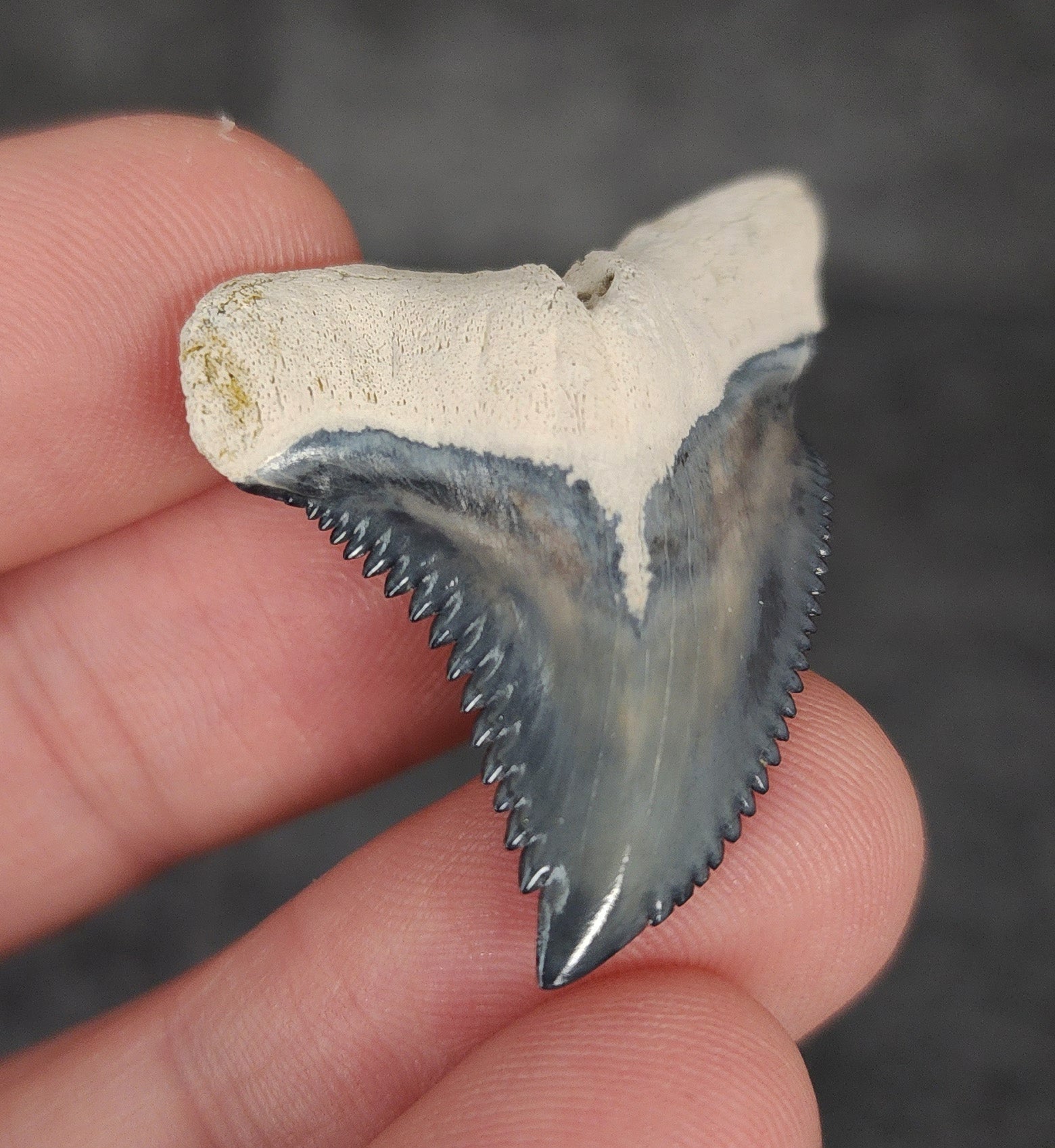 Gorgeous, 1.55" Fossil Hemipristis Tooth - Bone Valley, Florida - Fossil Driven