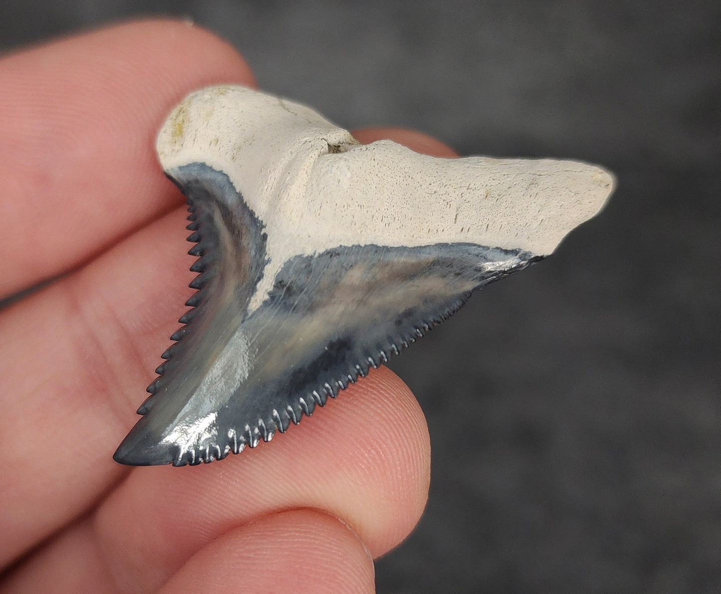 Gorgeous, 1.55" Fossil Hemipristis Tooth - Bone Valley, Florida - Fossil Driven