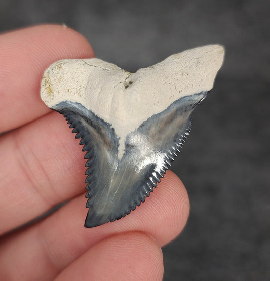 Gorgeous, 1.55" Fossil Hemipristis Tooth - Bone Valley, Florida - Fossil Driven