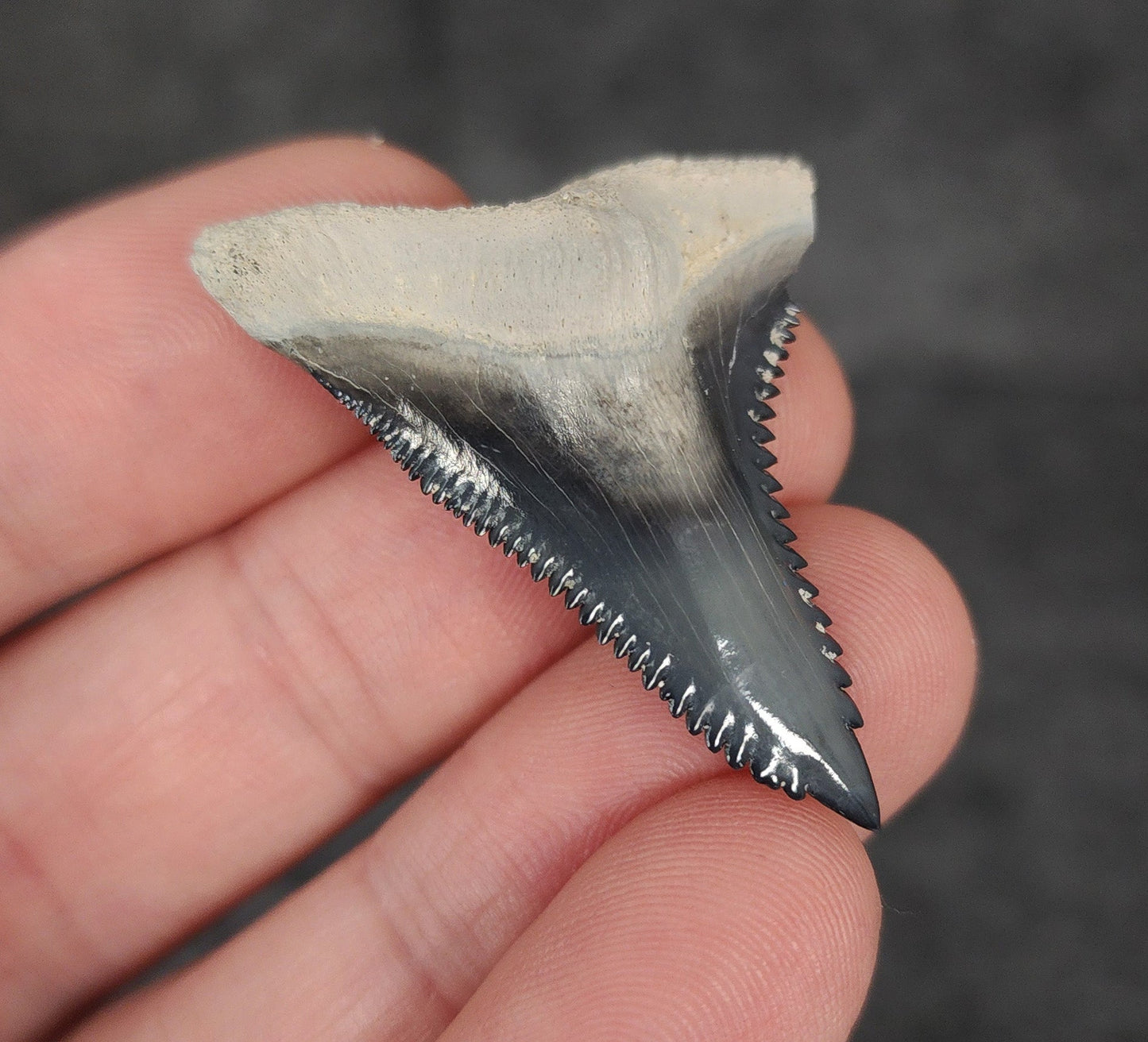 Gorgeous, 1.60" Fossil Hemipristis Tooth - Bone Valley, Florida - Fossil Driven