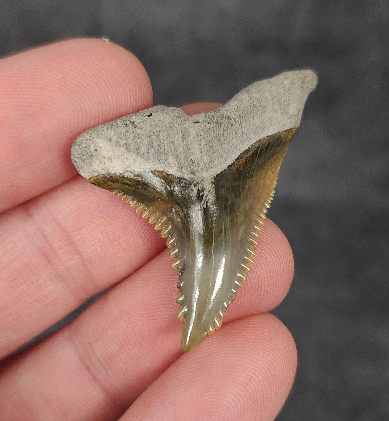 Gorgeous, 1.60" Fossil Hemipristis Tooth - Bone Valley, Florida - Fossil Driven