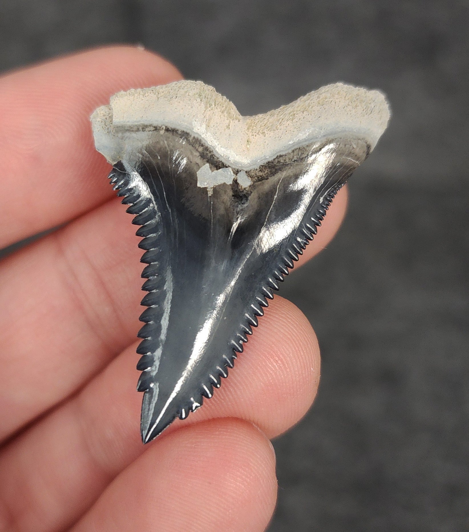 Gorgeous, 1.60" Fossil Hemipristis Tooth - Bone Valley, Florida - Fossil Driven