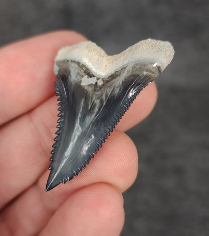 Gorgeous, 1.60" Fossil Hemipristis Tooth - Bone Valley, Florida - Fossil Driven