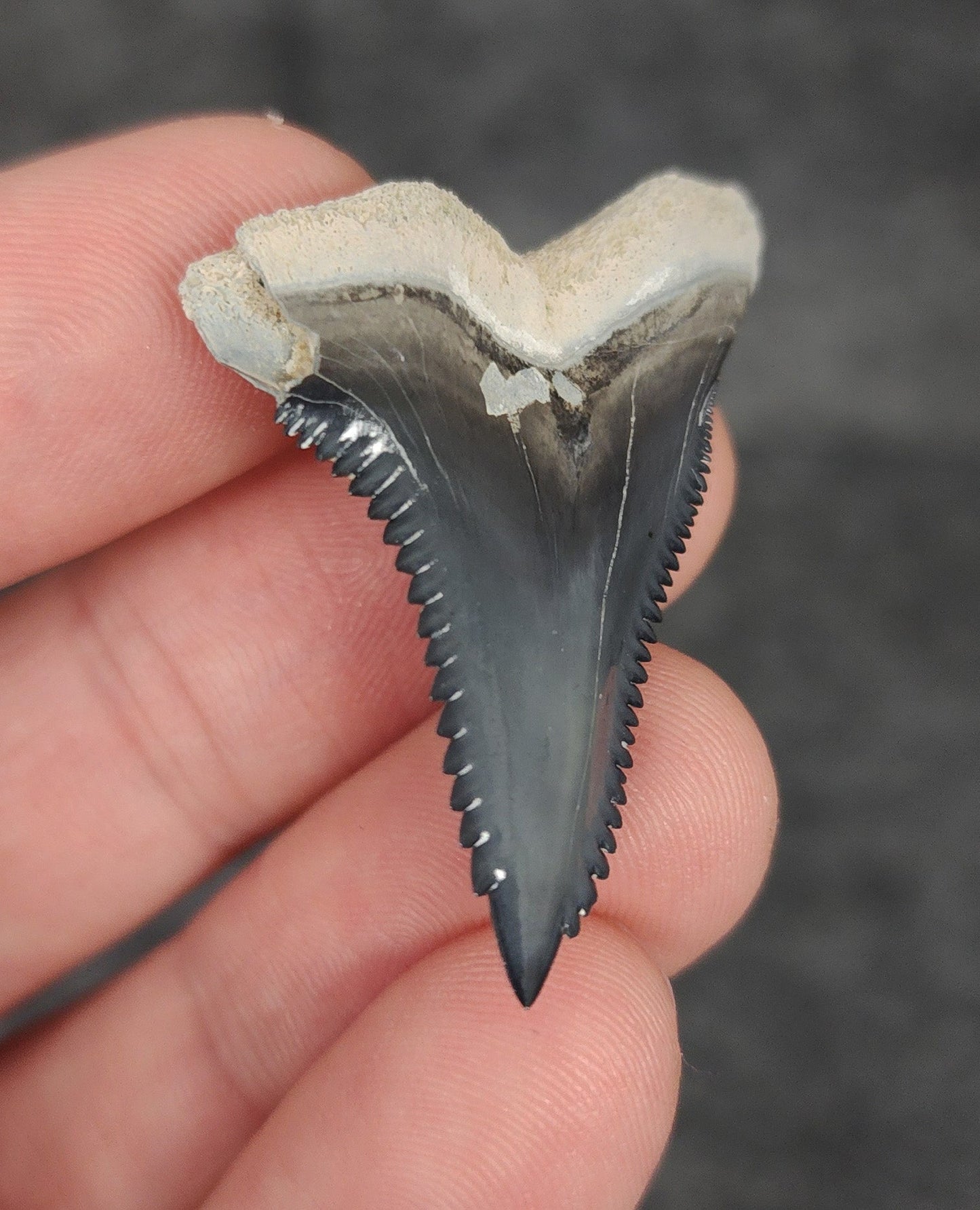 Gorgeous, 1.60" Fossil Hemipristis Tooth - Bone Valley, Florida - Fossil Driven