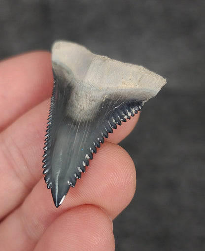 Gorgeous, 1.60" Fossil Hemipristis Tooth - Bone Valley, Florida - Fossil Driven