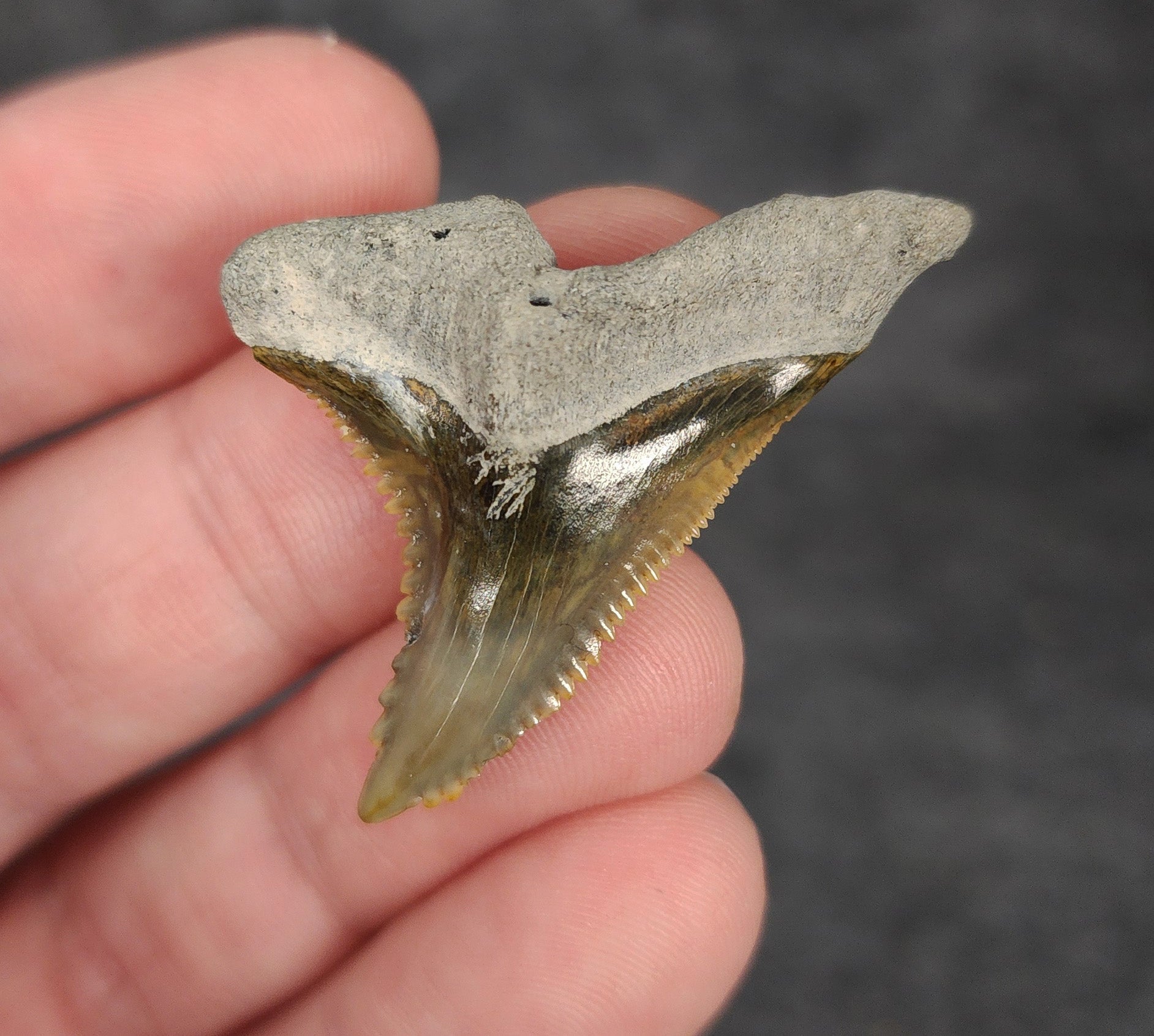 Gorgeous, 1.60" Fossil Hemipristis Tooth - Bone Valley, Florida - Fossil Driven