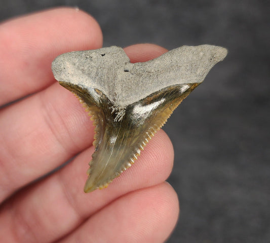 Gorgeous, 1.60" Fossil Hemipristis Tooth - Bone Valley, Florida - Fossil Driven