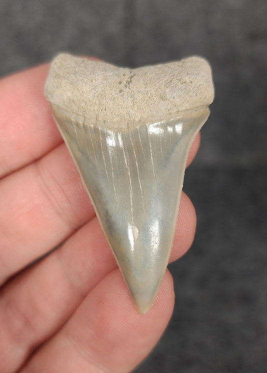 Gorgeous, 1.98" Fossil Mako Tooth - Lee Creek, North Carolina - Fossil Driven