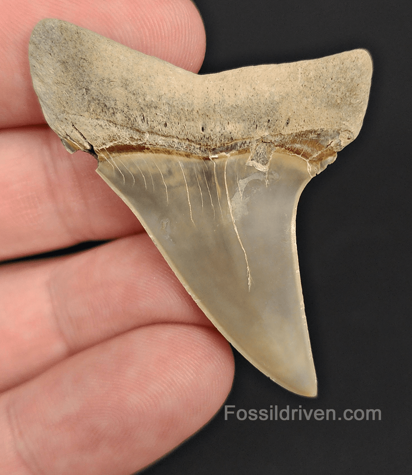 Gorgeous, 2.00" Fossil Mako Tooth - Lee Creek, North Carolina - Fossil Driven