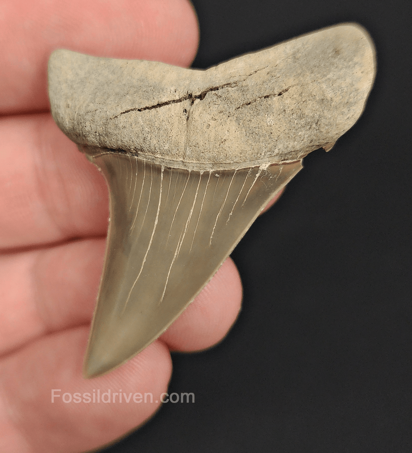 Gorgeous, 2.00" Fossil Mako Tooth - Lee Creek, North Carolina - Fossil Driven