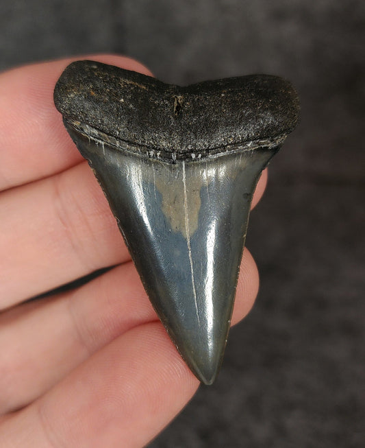 Gorgeous, 2.02" Fossil Mako Tooth - Venice, Florida - Fossil Driven