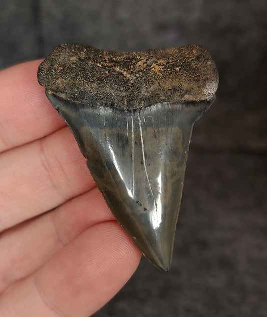 Gorgeous, 2.09" Fossil Mako Tooth - Venice, Florida - Fossil Driven
