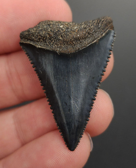 1.51 inch Great White shark tooth from South Carolina – front view showing sharp serrations, triangular crown, and glossy enamel