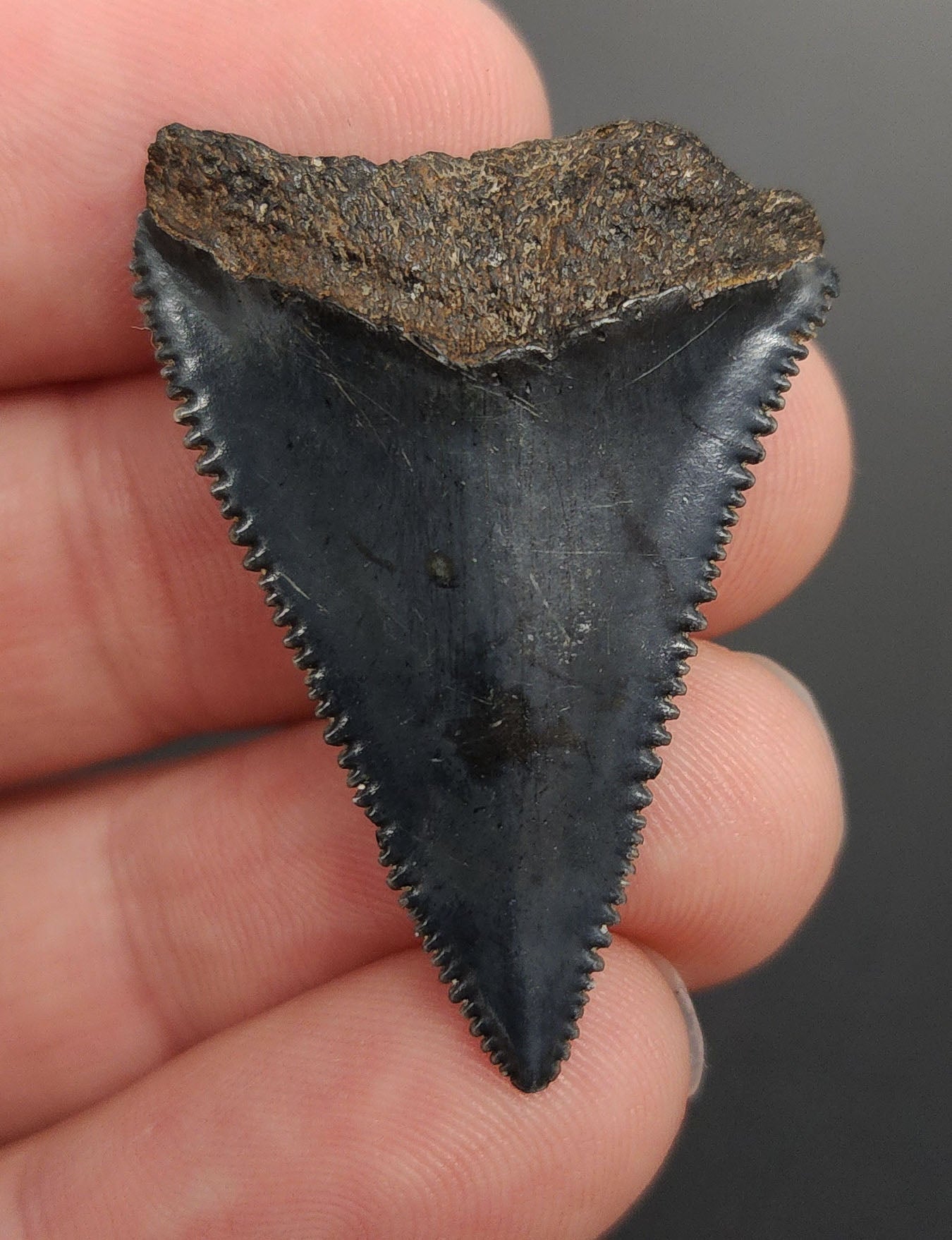 Authentic 1.51 inch Great White shark tooth – angled side view highlighting root structure, bourrelet detail, and natural color gradient