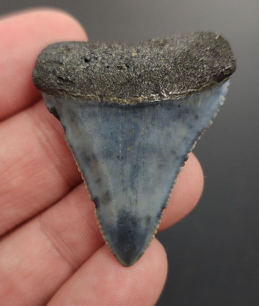 1.66 inch Great White shark tooth from South Carolina – front view showing fine serrations, triangular crown, and intact root lobes