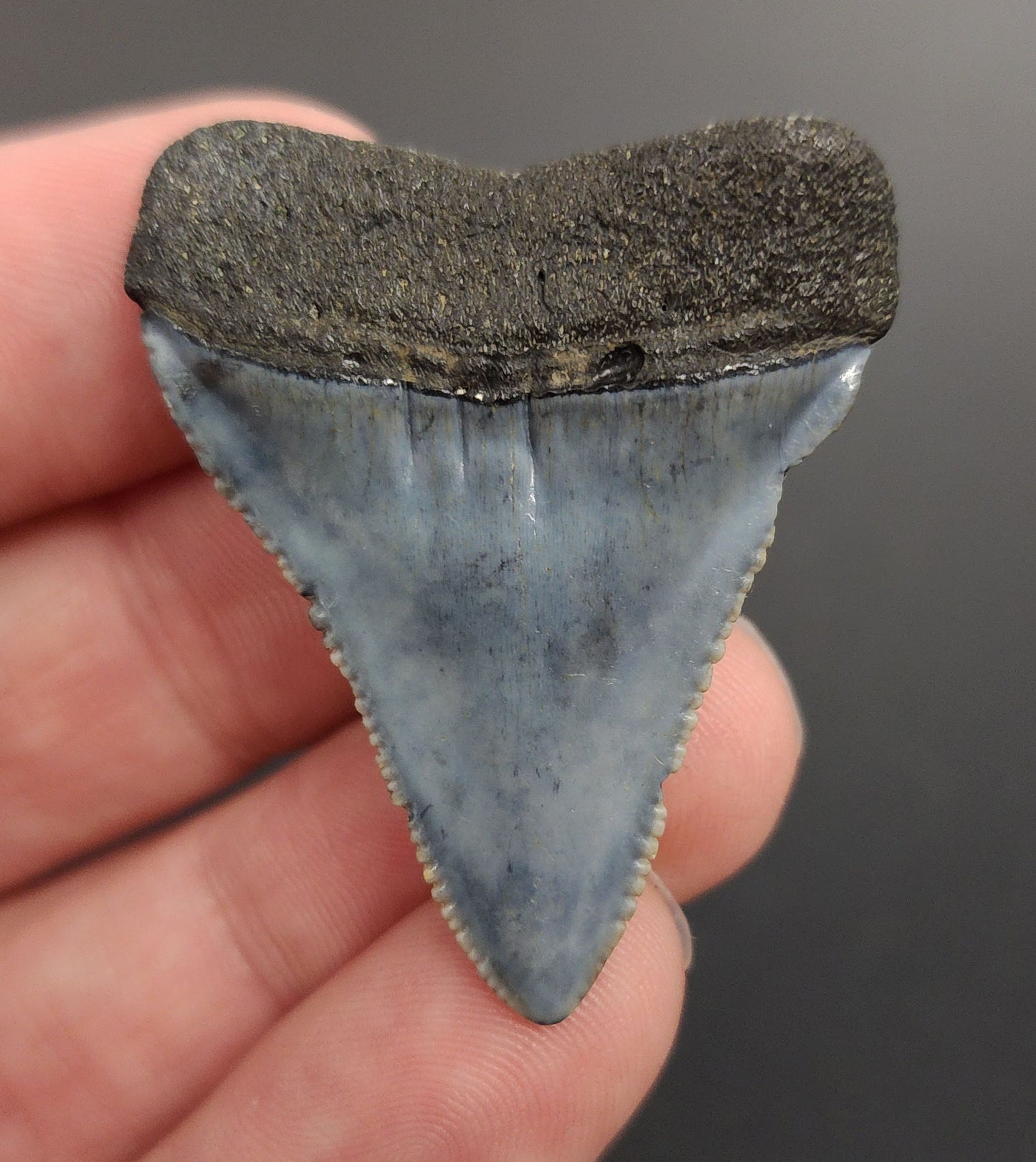 Authentic 1.66 inch Great White shark tooth – angled side view highlighting curvature, enamel texture, and natural coloration gradient